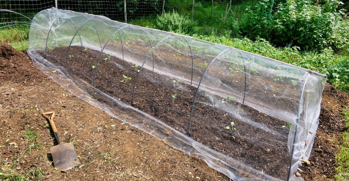 Seedlings under Cloche